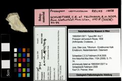 Foto (Objekt + Etiketten) von Prosopon verrucosum (Reuss, 1858) 